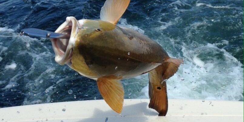 11863476_943636635680105_466091187488995499_n